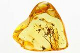 Detailed Fossil Spider (Araneae) In Baltic Amber #288168-1